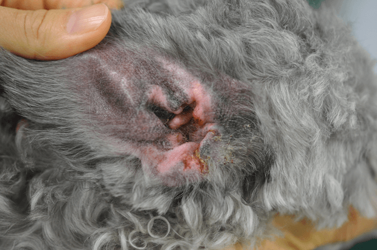外耳炎で赤く腫れた犬の耳